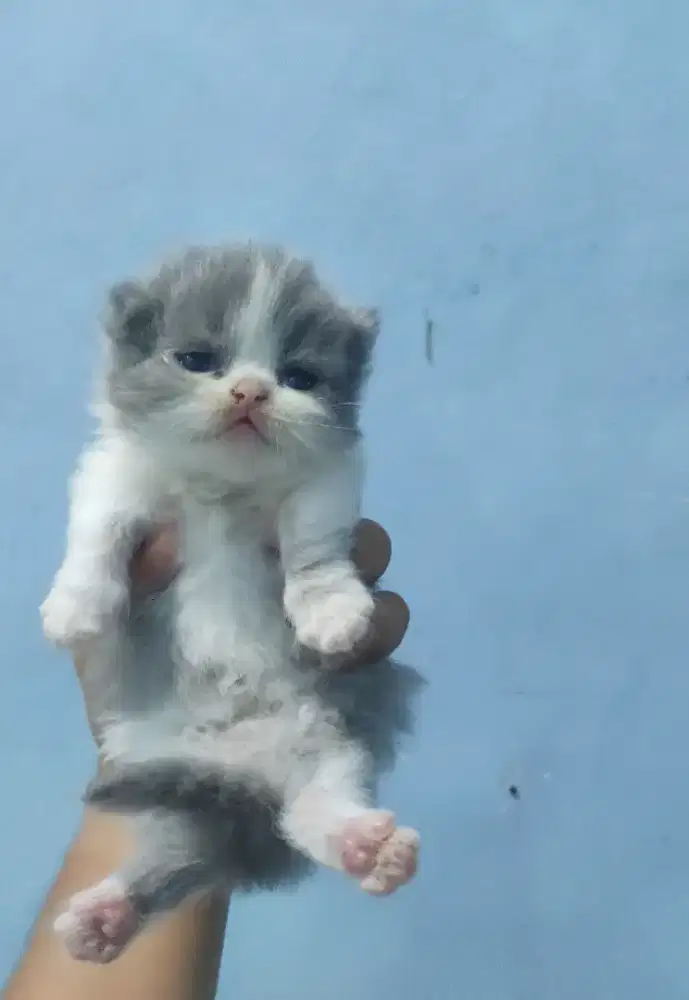 Munchkin minuet LH bico blue