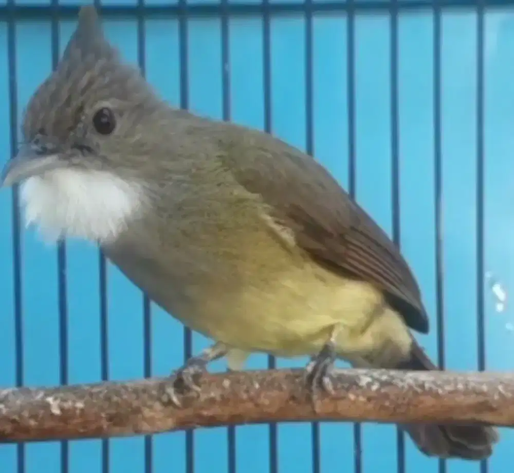 Burung pemakan pisang  bunyi semaunya