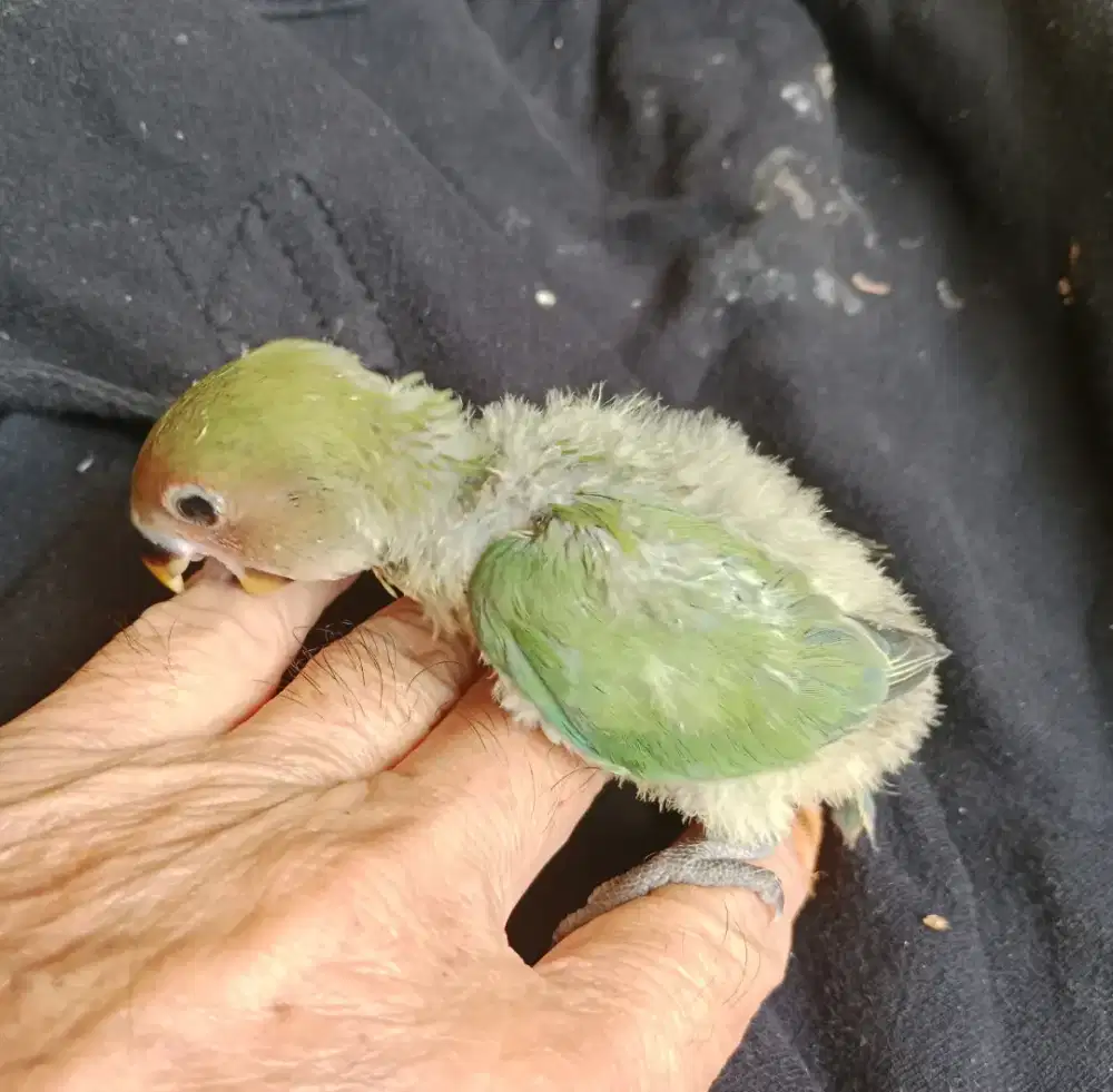 Lolohan lovebird nonklep love bird nk