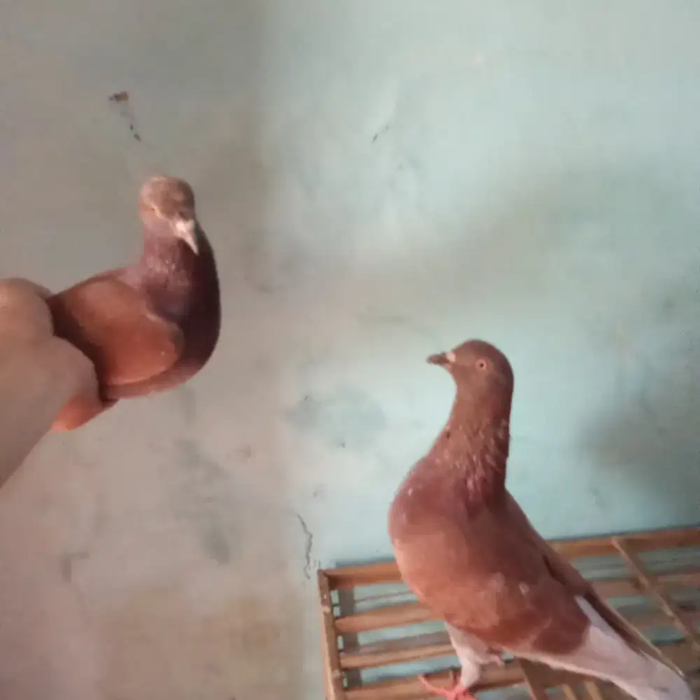 Dijual merpati balap/dasar losring,harusnya p25awal