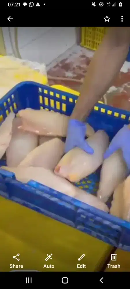 Jual ikan dori untuk program mbg