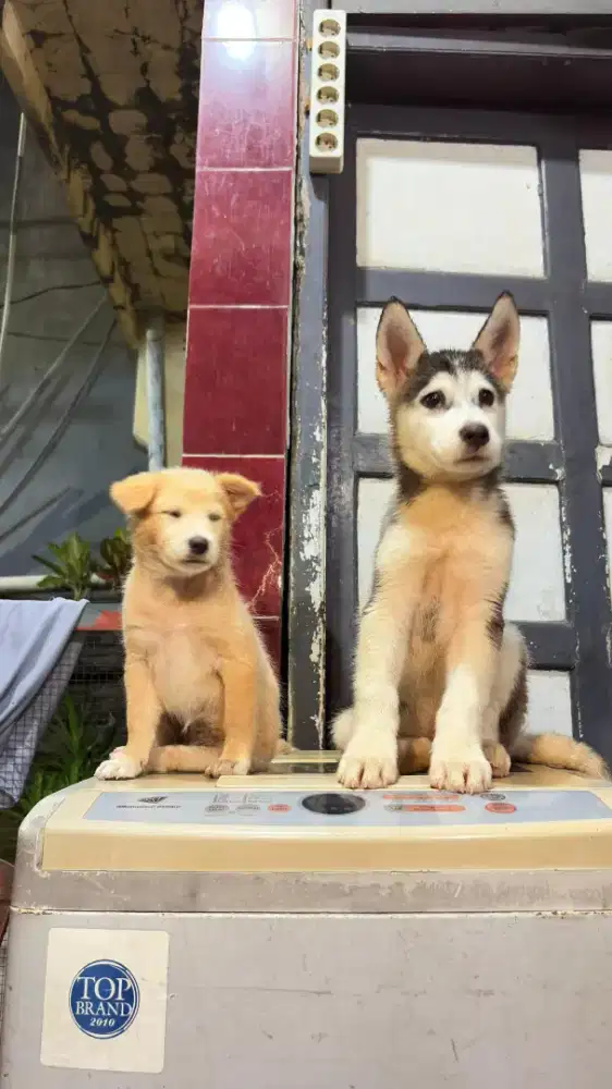 Husky bonus golden mix