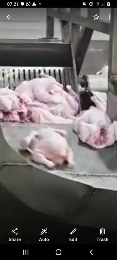 Jual ayam karkas frozen dan fresh