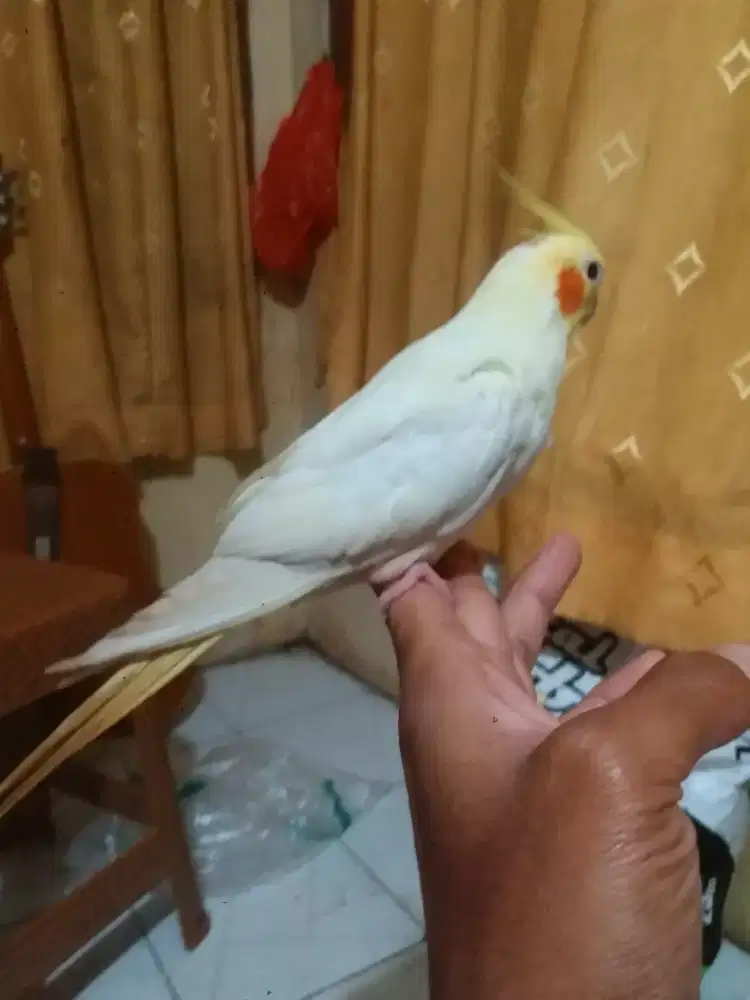 Falk jantan lutino mata merah jinak total