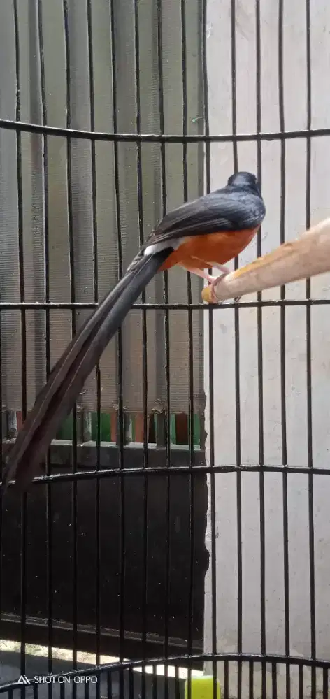 Jual santai murai losring tt ijo boleh fullset nego