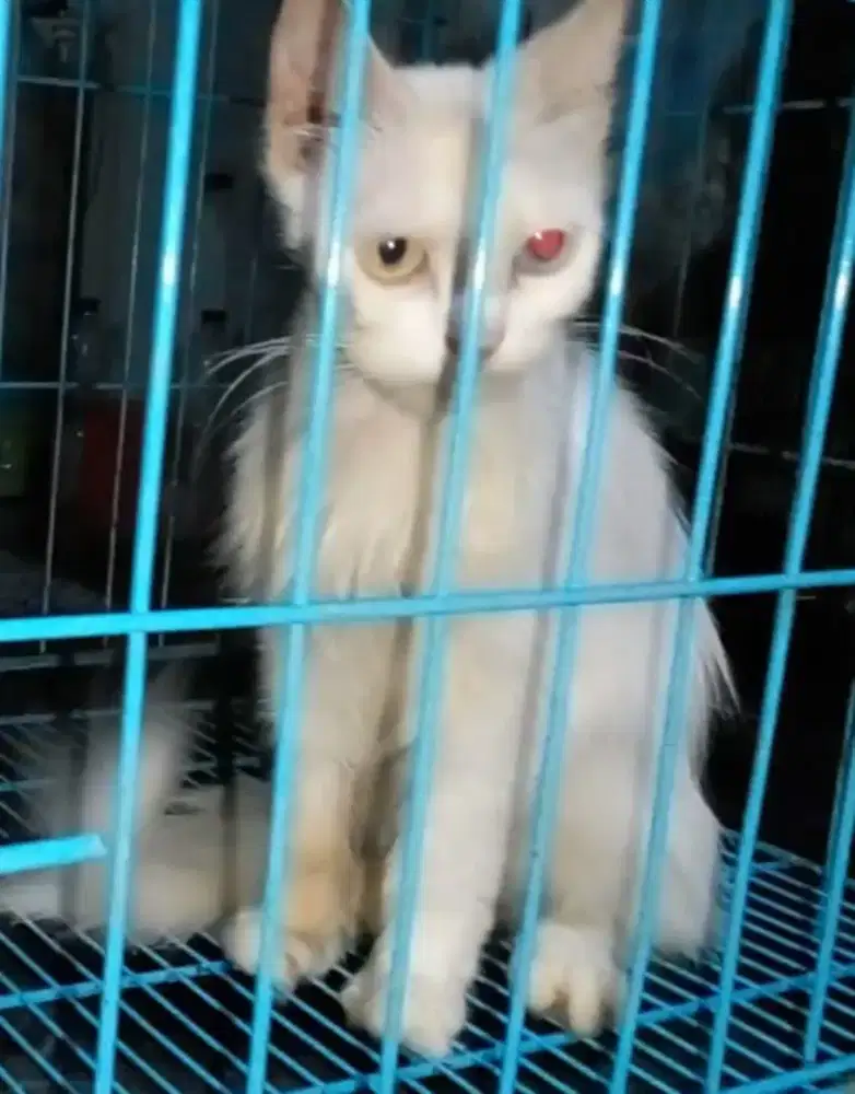 Betina dewasa odd eye ( Ganti pakan )