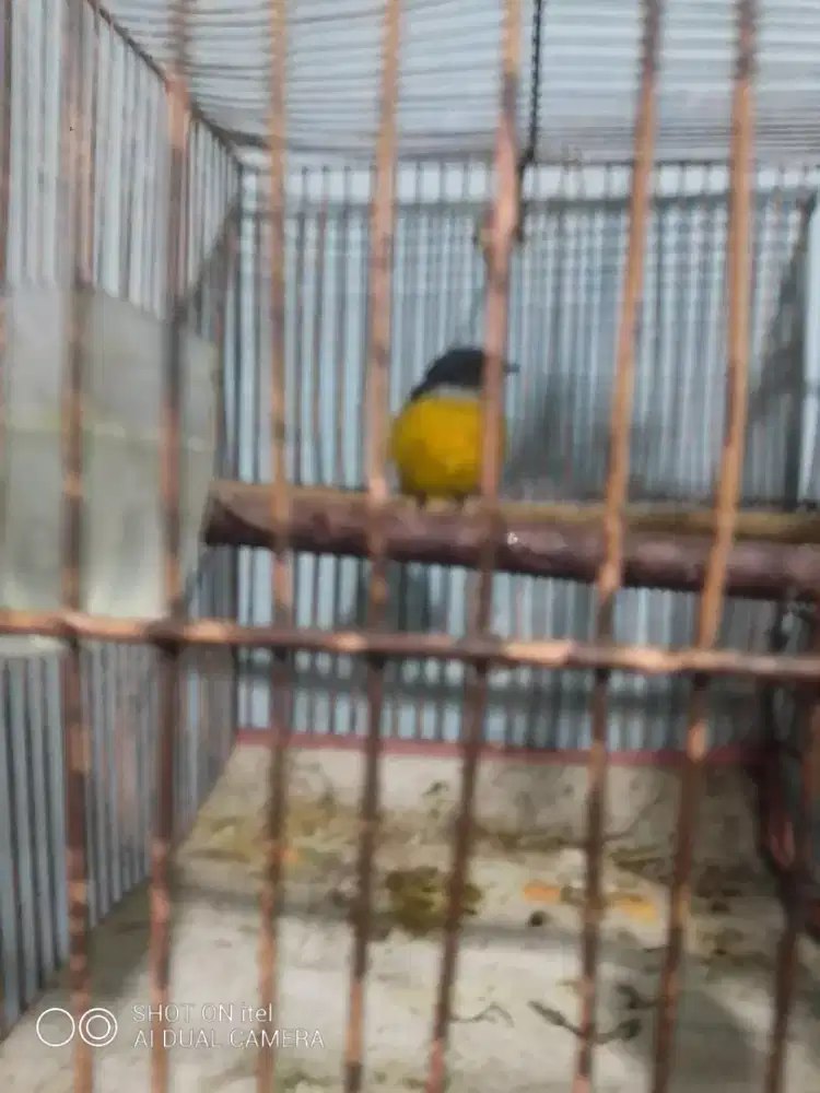 Kemade bunga api di BSD