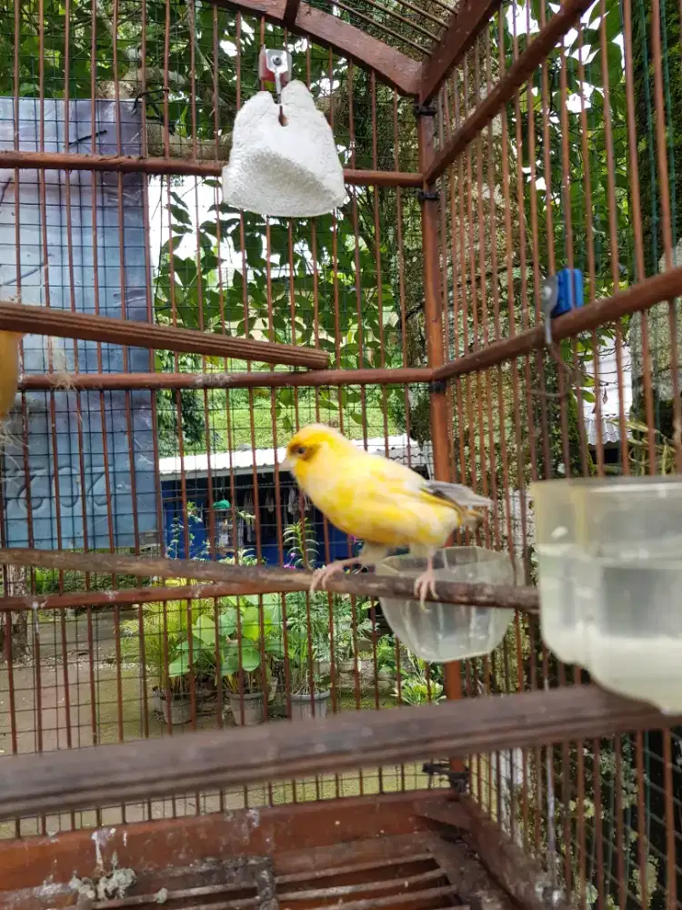 FS : Kenari Betina AF