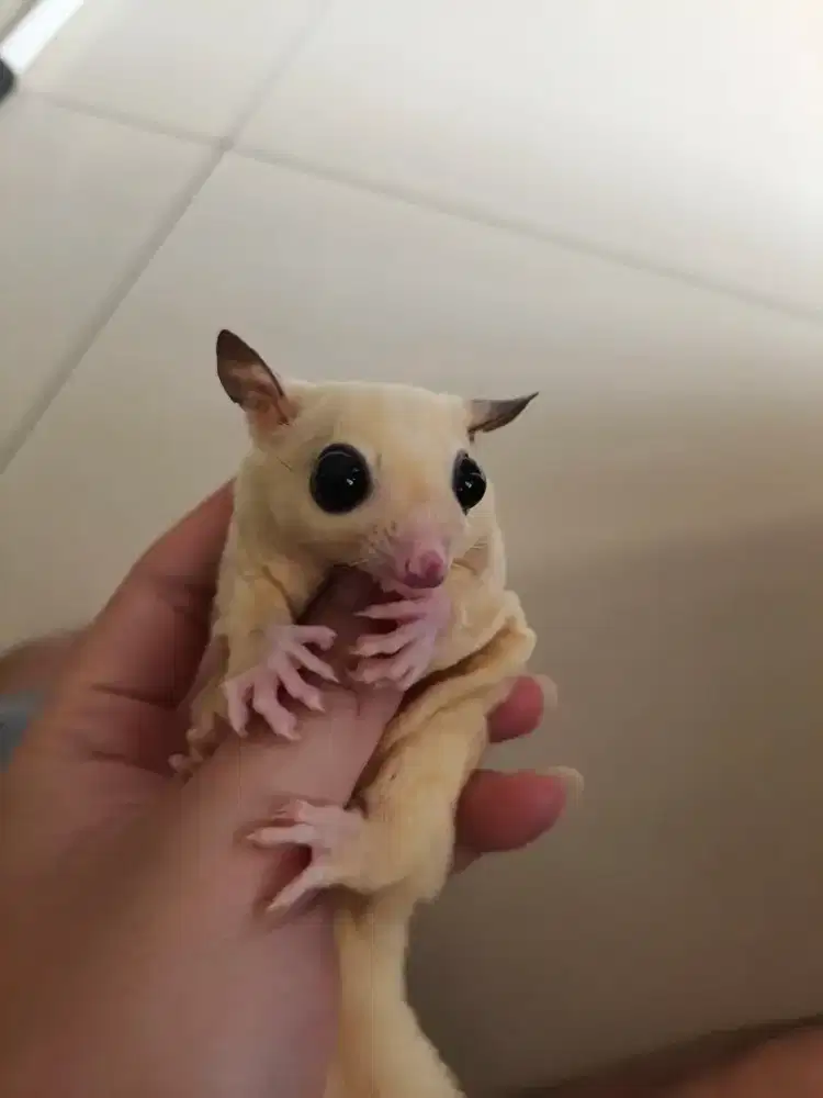 White Mozaic Jantan 8Bulan±