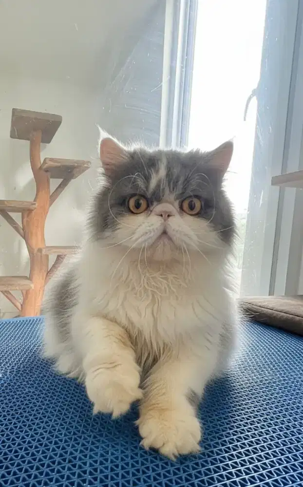 Kucing peaknose bicolor