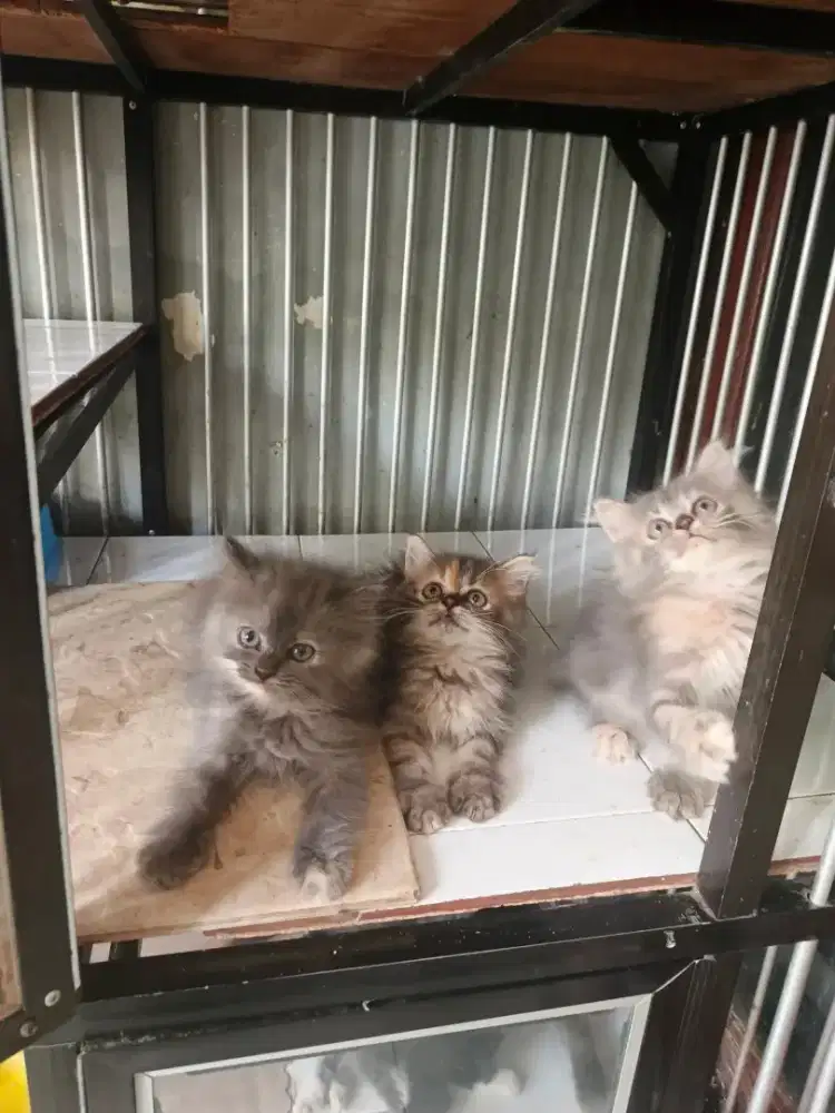 Kitten Persia 2,5 bulan