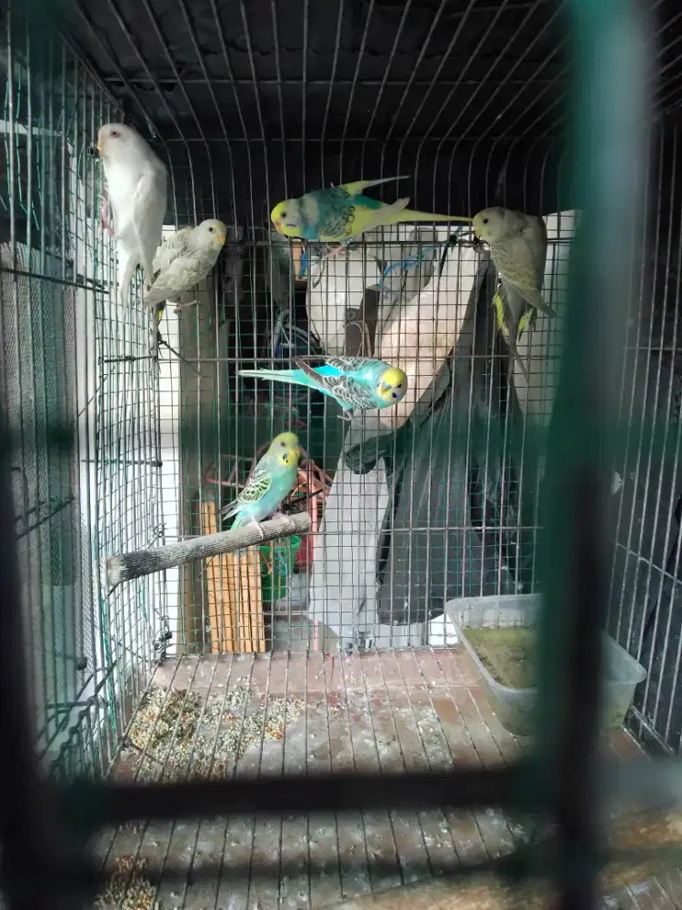 6 ekor parkit mutasi