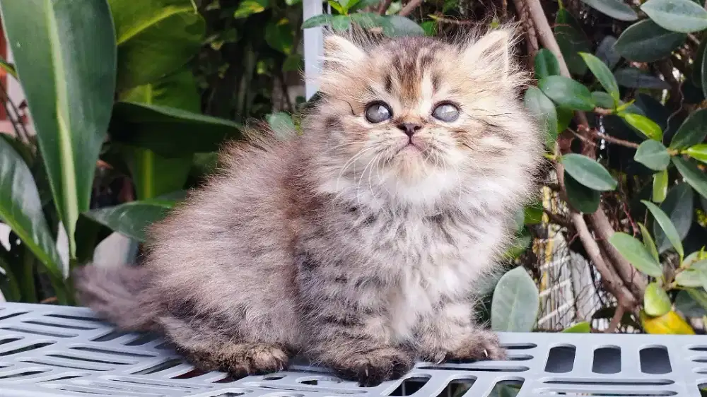 Kucing persia kitten