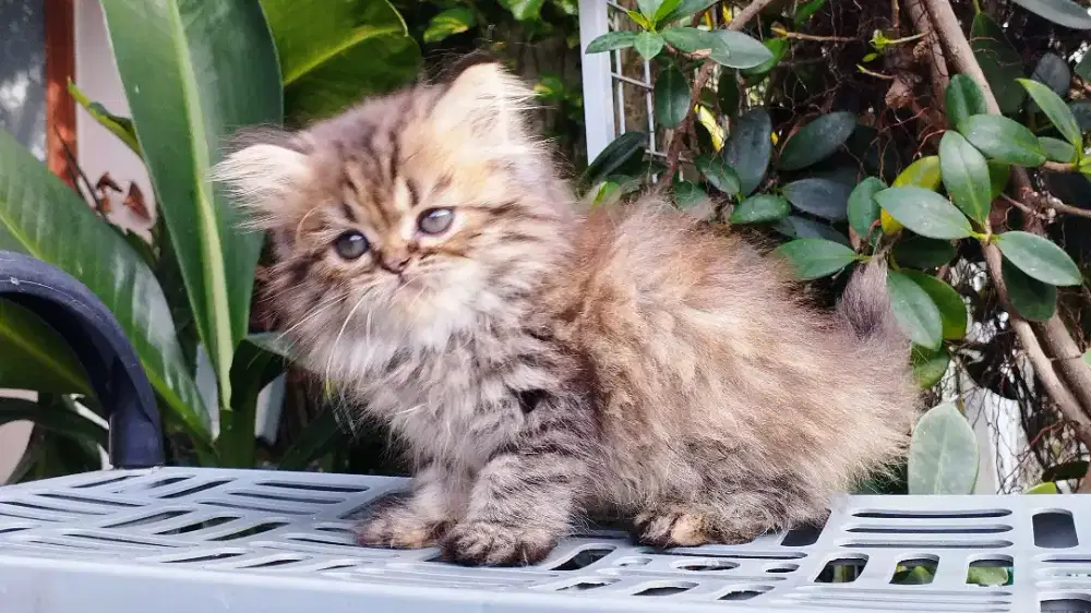 Kucing persia kitten