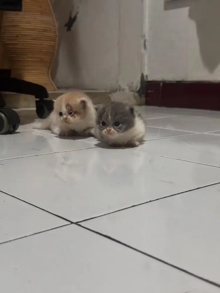 anak kucing munchkin lucu super pendek