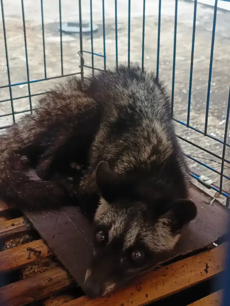 Musang pandan betina 7bln