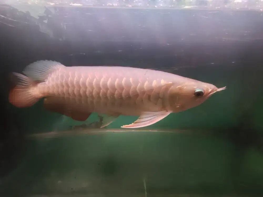 Awarna Golden red Crossback 35-40cm