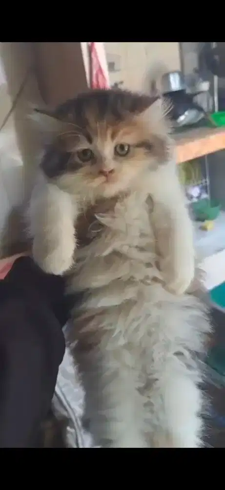 Kucing persia betina/kitten persia flatnose /anakan kucing anggora