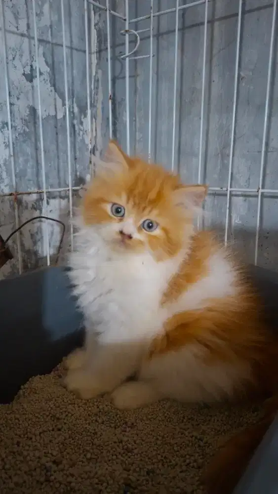 Anak kucing anggora/kitten flatnose betina /kucing persia betina
