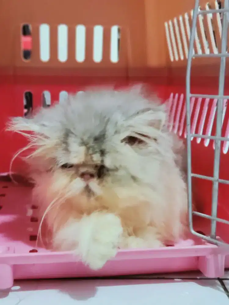 Kitten Persia peaknose