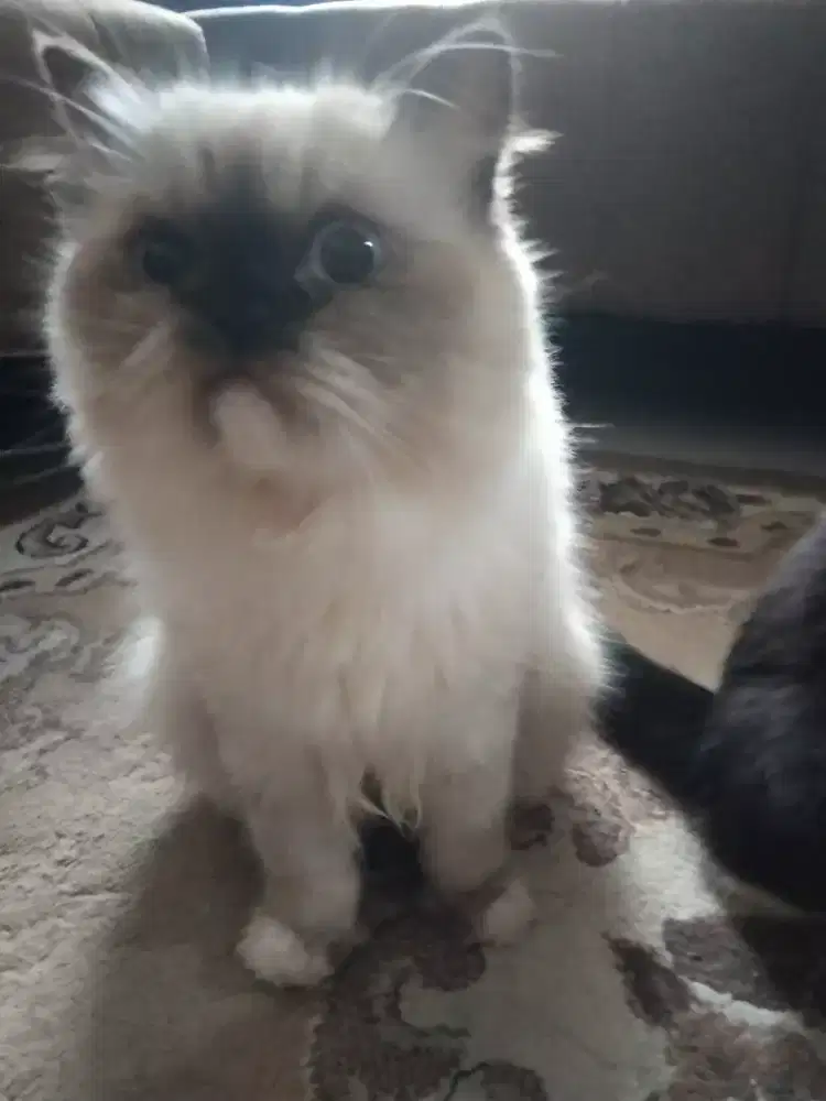 Anak Kucing Persia Blasteran Regdoll dan Peaknose