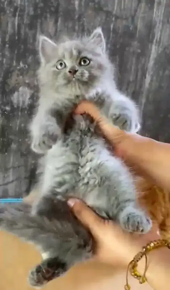 Anak kucing anggora/kitten flatnose jantan/kucing himalaya  jantan