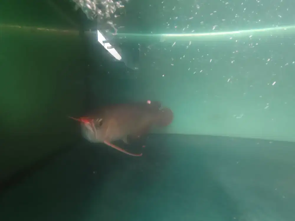 Awarna Super red -+35 -40cm