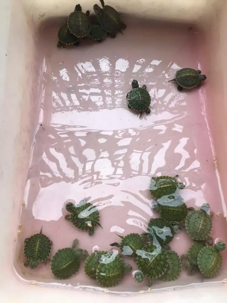 Kura kura brazil baby