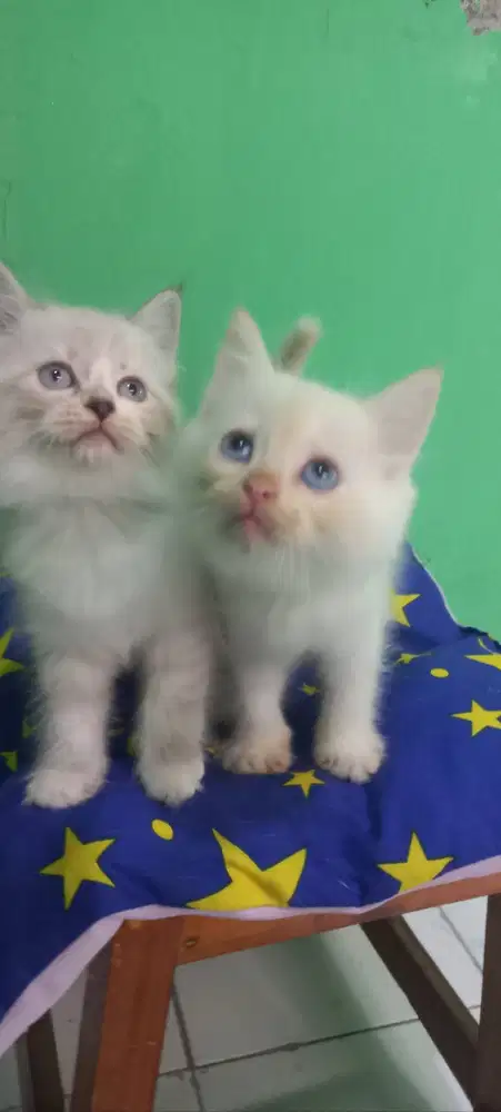 Ragdoll Lucu bingbing