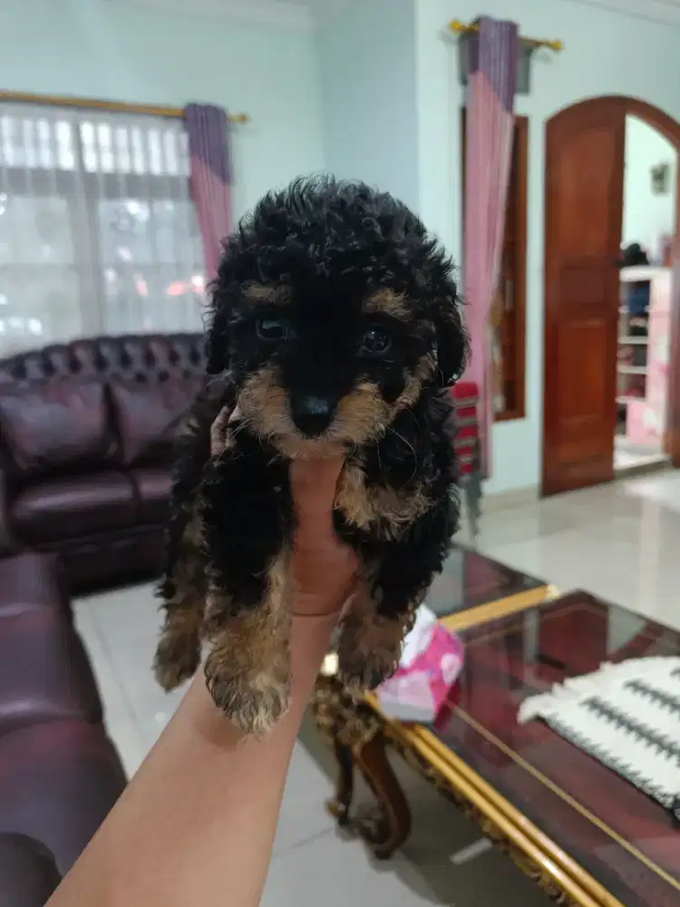 Poodle phantom jantan