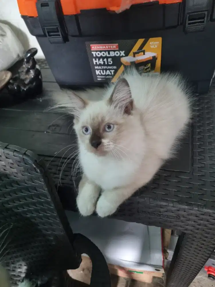 kucing ragdol jantan nonped sealpoint umur 3 bulan