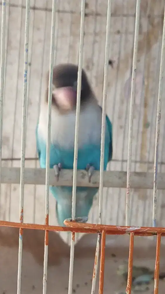 Burung Lovebird Jualmurah