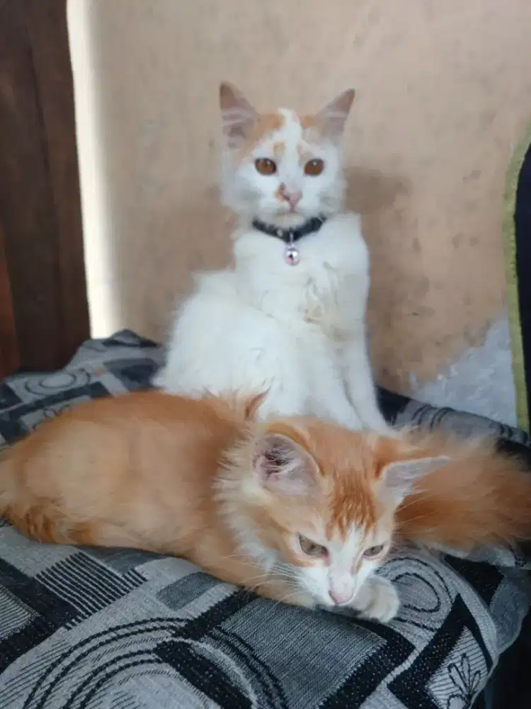 Di jual santai 2 kucing persia,usia 1 tahun dan usia 4 bulan