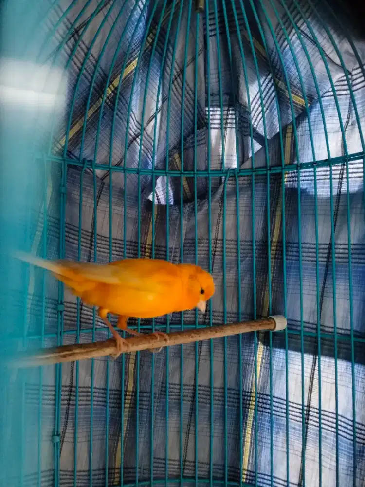 Kenari Jantan Sunkis