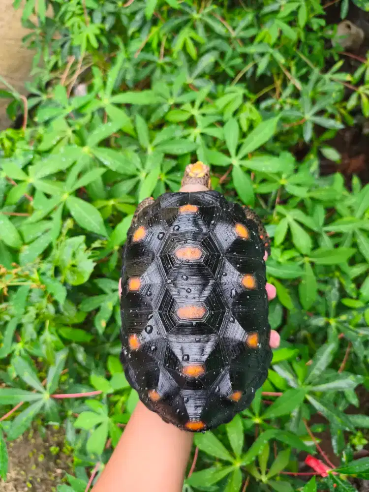 Kura Kura Darat Red Foot Jantan