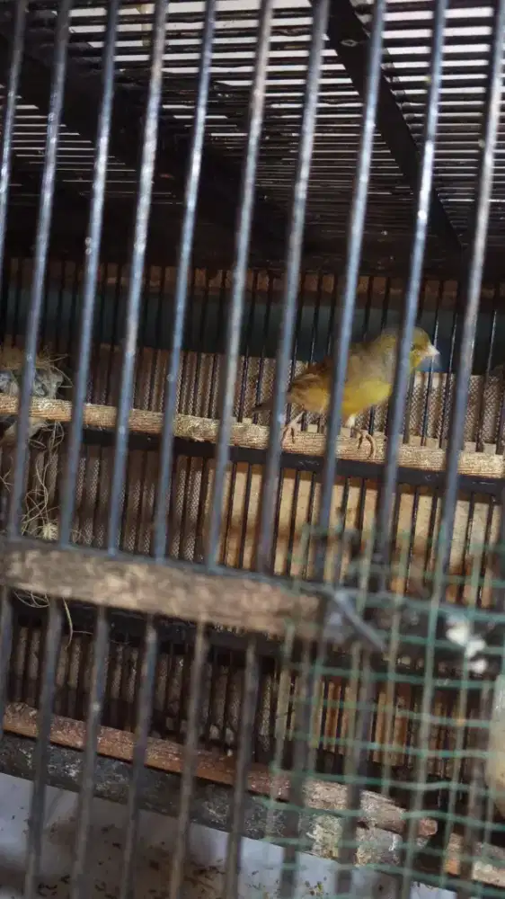 Burung Kenari jantan dan Betina