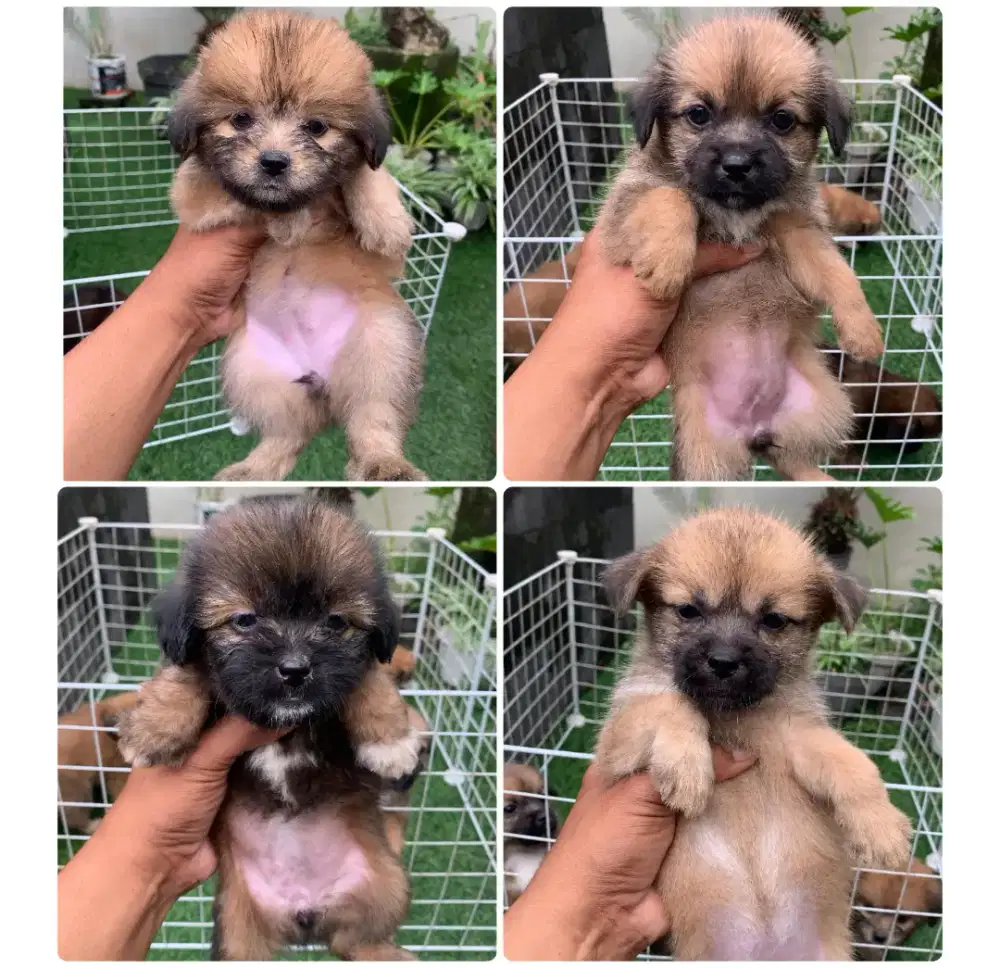 Shihtzu mix betina