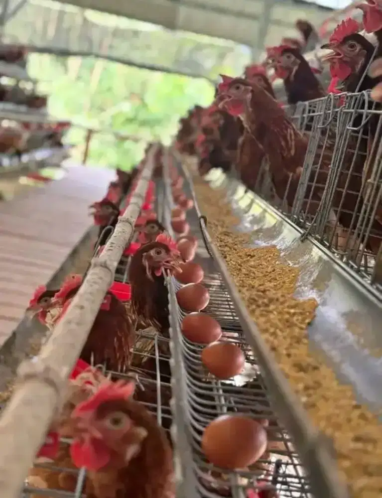 Kandang ayam petelur