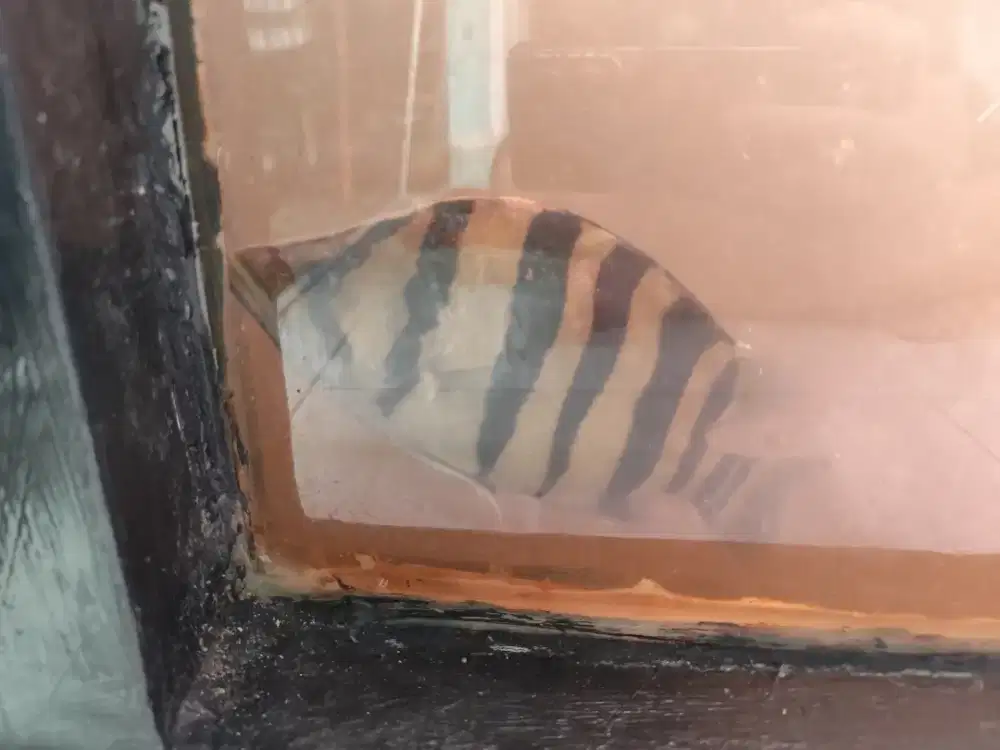 Dazt 4bar simetris 20 cm up