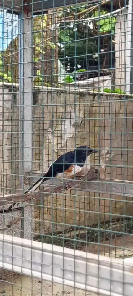 Murai batu jantan split albino