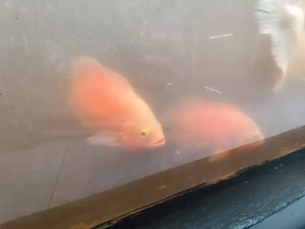 Oscar Red Chili 2 ekor