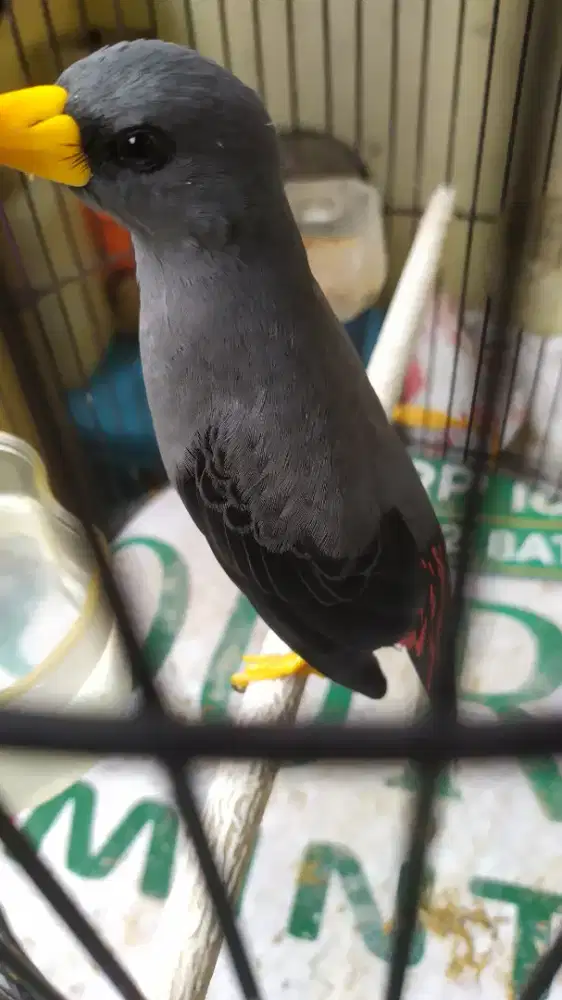 Burung Rio rio bunyi