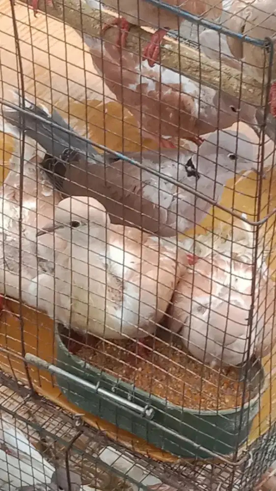 Puter irak dan lain nya