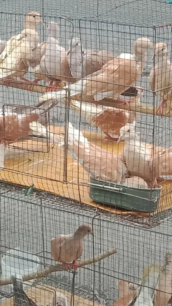 Puter irak dan lain nya