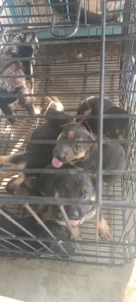 HERDER VS MALINOIS MIX