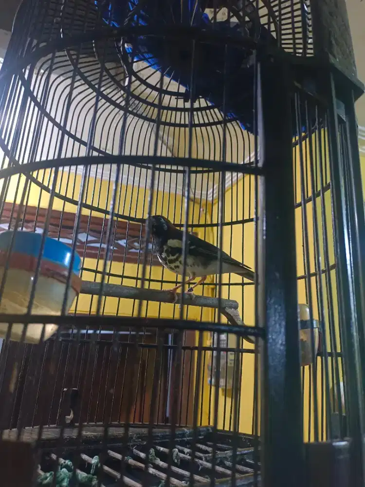 Anis kembang muda pastol