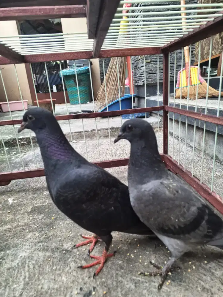 Merpati Piyik Trah Kolong/Tinggian