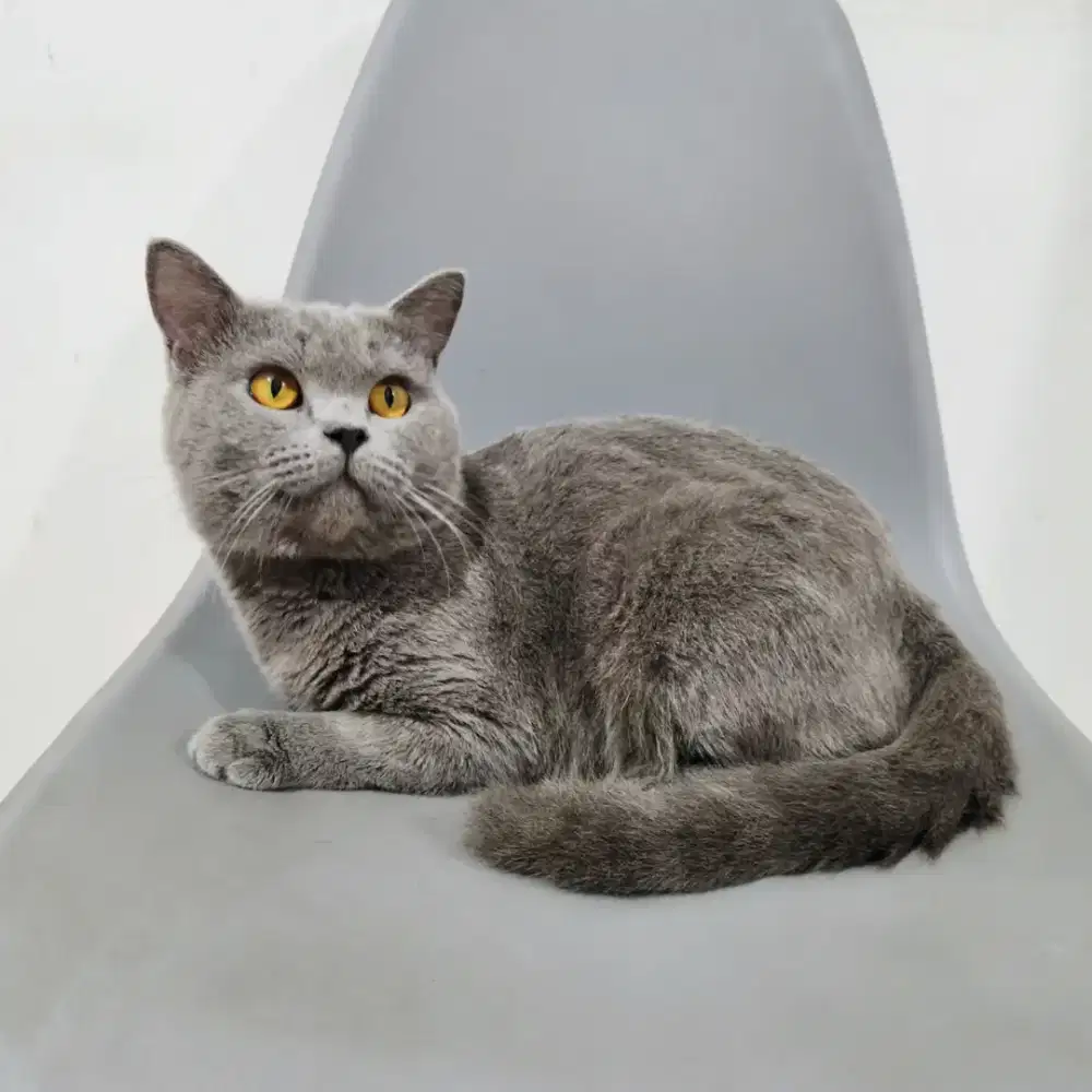 BSH British Short Hair blue jasa pacak kucing