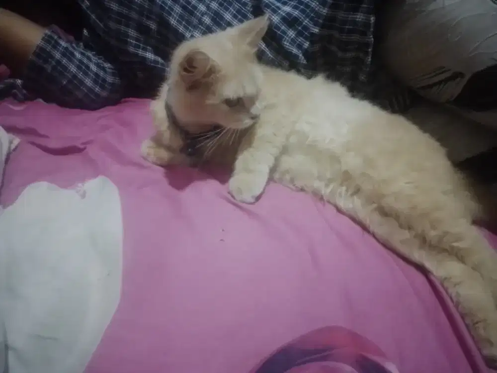 Jual kucing persia