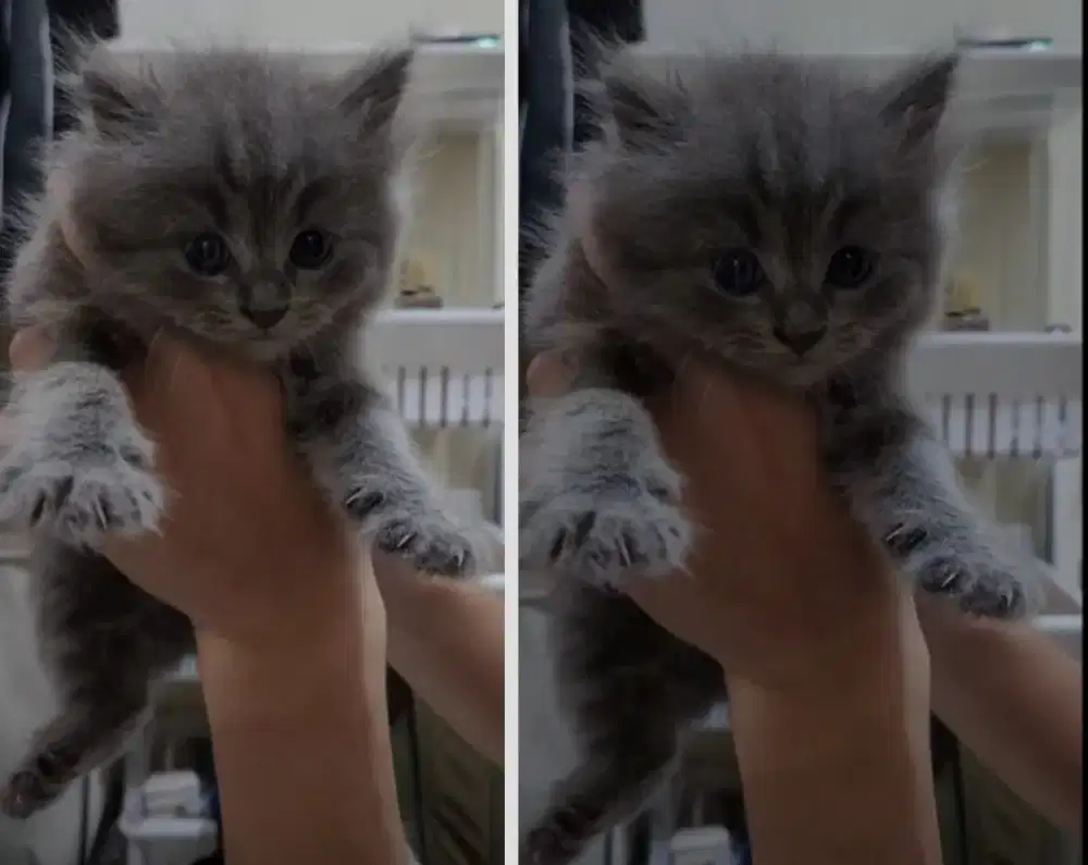 Kucing kitten British Longhair Abusolid Female super cute